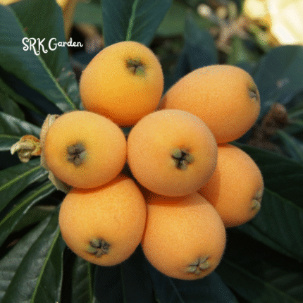 Loquat Tree Sweet Live Starter Plant Plug 4-7 Inches Tall Easy-to-Grow