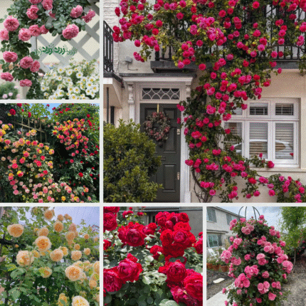 Garden climbing rose 200+ seeds | Mix Color