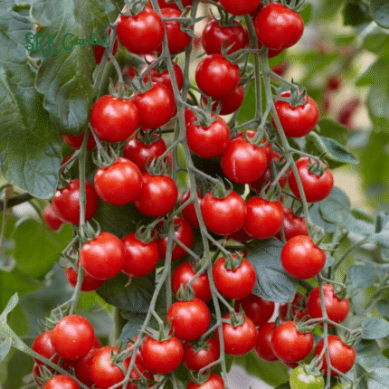 Red Cherry Tomato Seeds, Money Maker Cherry Tomatoes Natural, Non GMO 300+ Seeds