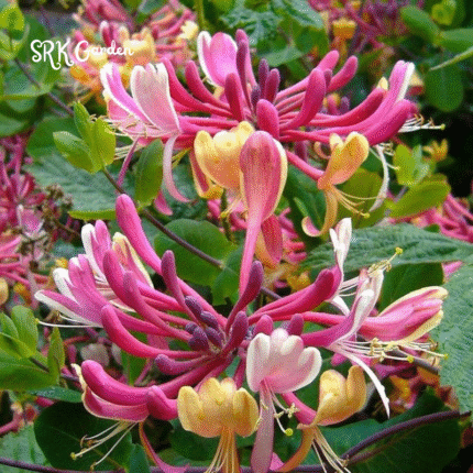 Honeysuckle in 3.5 inch Pot, Beautiful Fragrant Climber