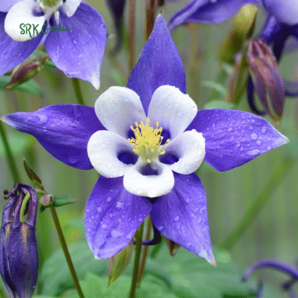 Colorado Blue Columbine Seeds | 100 Seeds