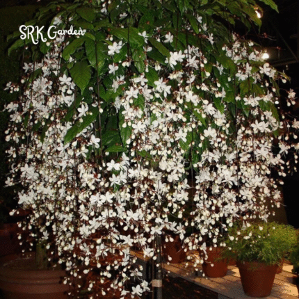 Clerodendrum Wallichii Plant 4-8 Inc Tall