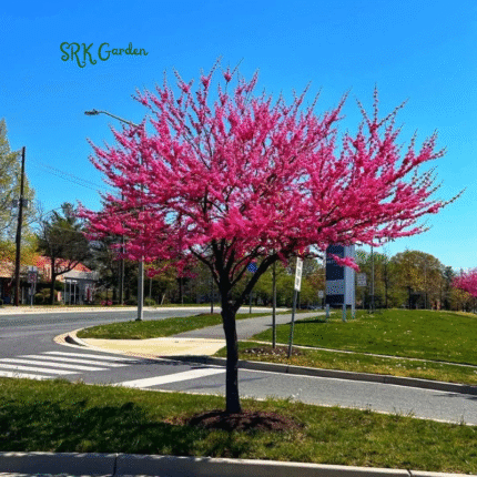 Eastern Redbud Tree Seedlings for Planting - Amazing Pink Spring Flowers