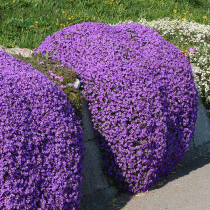 Creeping Thyme Seeds for Planting | 250 Seeds