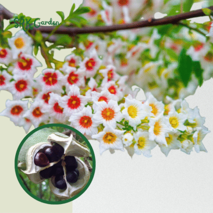 Yellowhorn Bush Seeds for Planting (10 Large Seeds)